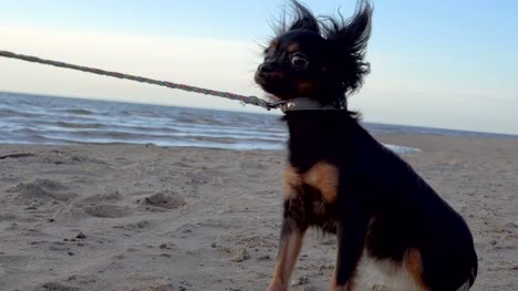 A-small-dog-(a-Toy-terrier-breed)-walks-on-the-shore-of-a-large-lake.-The-dog-and-the-sand-are-illuminated-by-the-evening-sunset.-The-dog-is-afraid-of-the-camera-and-pulls-on-the-leash.-A-cloudy-spring-evening-on-the-shore-of-the-lake.