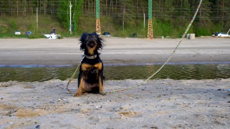 A-small-dog-(a-breed-of-toy-terrier)-barks-at-the-operator.-The-dog-sits-on-a-sandy-beach.-Cloudy-spring-evening.