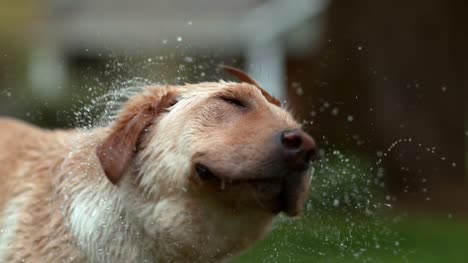 Closeup-of-wet-dog-shaking-off-in-slow-motion