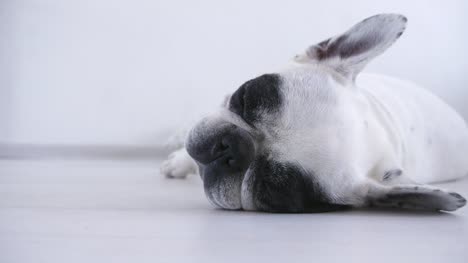 Black-and-white-french-bulldog-is-sleeping-in-white-room.-4K-video-for-background-of-pet-shop,-clinic.