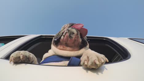 Unter-Ansicht-der-lustige-Bulldogge-genießen-eine-Autofahrt-mit-dem