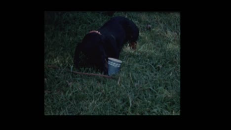 Family-Dog-gets-snout-caught-in-cup