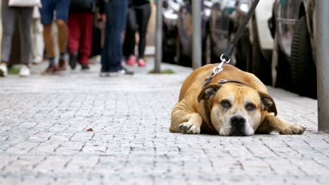 Menge-von-nicht-gleichgültig-Menschen-auf-der-Straße-vorbeifahren-traurig,-treuen-Hund-gebunden