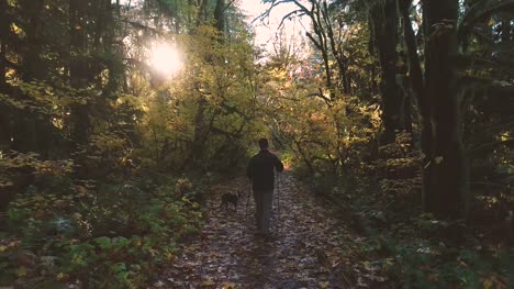 Dreamy-Colorful-Leaves-Autumn-Hiking-Scene-Leafy-Old-Growth-Forest-Sun-Flare-Golden-Light---Follow-Behind-Man-and-Dog-Outdoors