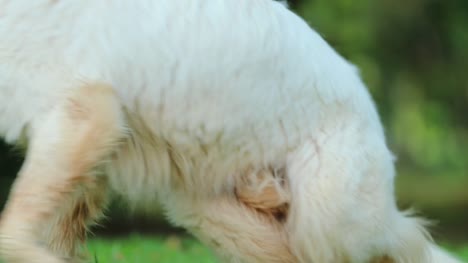 Dog-getting-up-from-the-ground.-Beautiful-white-wolf-looking-dog-getting-up-from-the-ground-in-4k