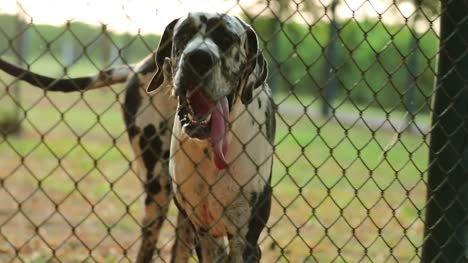 Great-dane-breed-roaming-behind-fences-against-alien-intruders-and-outsiders.-Dog-protecting-pirvate-property-and-barking-behind-bars-in-4k