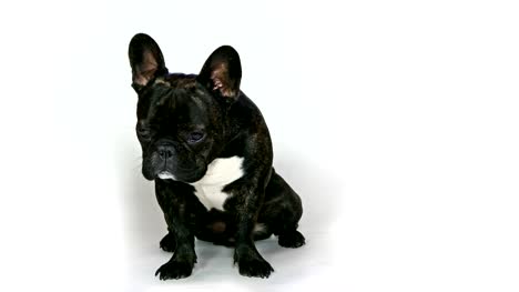animal-dog-french-bulldog-sitting-on-white-background