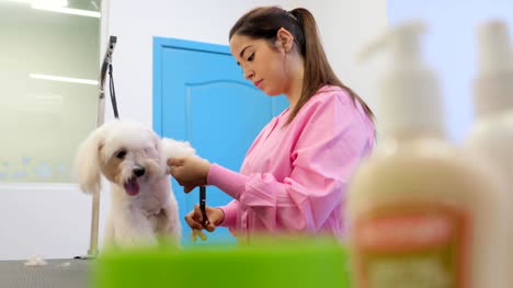 Girl-At-Work-In-Pet-Store-And-Grooming-Dog