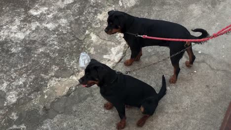 Rottweiller-Hunde-angekettet-an-der-Wand-wollen-Aufmerksamkeit-und-zu-entkommen,-Domestikation
