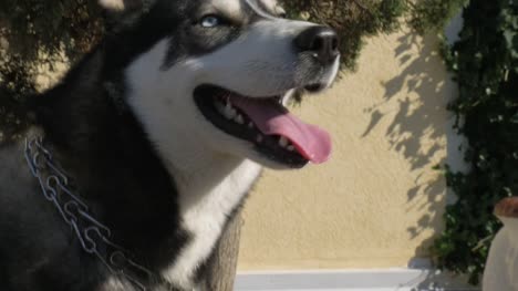 Young-cute-husky-dog-with-moist-nose,-opened-jaws-and-tongue-out-with-kind-sight.-Portrait-shot.