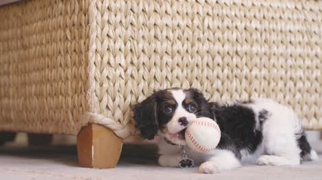 Adorable-puppy-entering-and-leaving-frame-quickly-while-playing-with-baseball