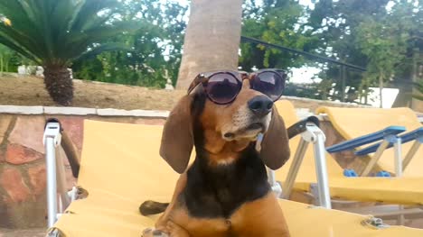 Cool-dog-sitting-on-a-chaise-longue-against-a-pool-relaxing-wearing-sunglasses.-A-beautiful-cute-summer-moment.