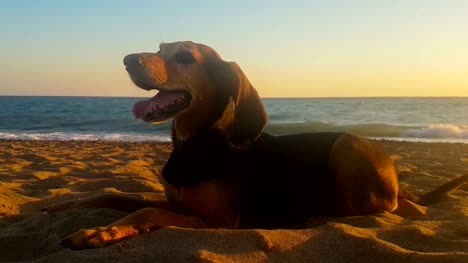 Porträt-eines-niedlichen-Hundes-gegen-das-Meer-bei-Sonnenuntergang.