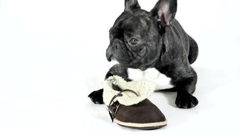 Französische-Bulldogge-liegend-mit-Schuhen-auf-weißem-Hintergrund