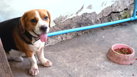 Gran-perro-Beagle-sentado-y-esperando-dueño.-Concepto-de-animales-y-mascotas.-Mejor-tema-de-amigo.