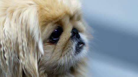 Shih-Tzu-Hund-wartet-auf-Haarschnitt