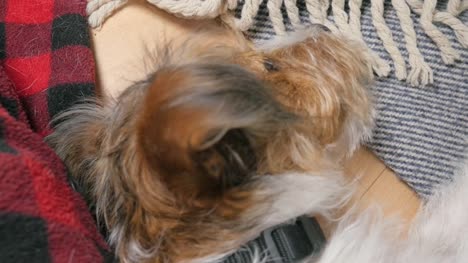 Freche-Jack-Russell-Terrier-Welpe-kaut-auf-einer-karierten-Decke-in-4k