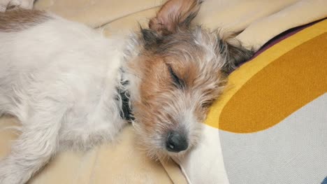 Cachorro-de-Jack-Russell-Terrier-pelo-de-alambre-busca-la-cámara-y-se-queda-dormido