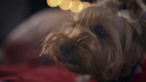 Cute-little-brown-dog-in-red-jacket-is-lying-on-bed-and-looking-behind-camera.-Close-up-portrait-shot