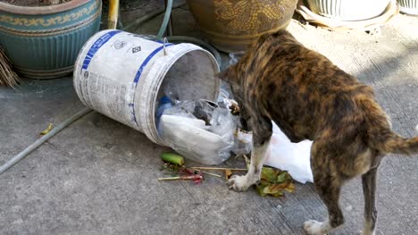 Sin-hogar,-delgado-y-hambriento-perro-Cave-en-un-bote-de-basura-en-la-calle.-Asia,-Tailandia,-Pattaya