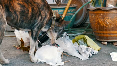 Obdachlose,-Thin-und-hungrigen-Hund-kramt-in-einer-Mülltonne-auf-der-Straße.-Asien,-Thailand