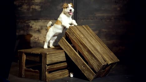 El-gracioso-cachorro-Jack-Russell-Terrier-está-de-pie-en-cajones-de-madera