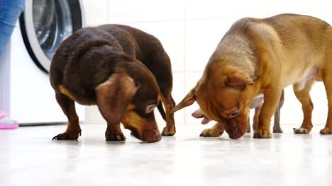 Kleine-süße-Hunde-essen-essen-Leckereien-vom-Boden