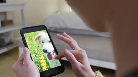Frau-scrollen-und-ihrem-Smartphone-Haustier-Foto-auswählen