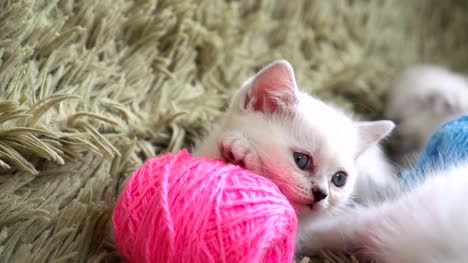 Close-up-portrait-of-kitten-with-balls-of-threads