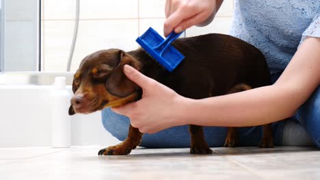 Woman-taking-care-of-dog-while-combing