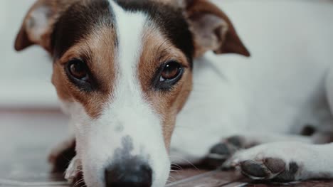Jack-Russell-Terrier-legt-Onlays-auf-seinen-Platz