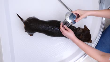Mujer-lava-su-pequeño-perro-en-el-baño