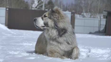 Hund-liegt-auf-dem-Schnee-und-riecht