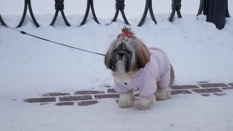 Perro-es-a-pie.-Shih-Tzu-es-traje-rosado,-en-el-parque-de-invierno.