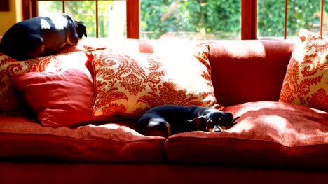 Hunde-schlafen-auf-dem-Sofa-im-Wohnzimmer-4k