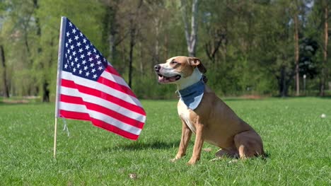 Perro-American-staffordshire-terrier-se-encuentra-en-el-parque-en-el-césped-delante-de-la-bandera-de-Estados-Unidos