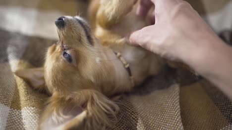 Chihuaha-liebenswert-lustig-Hund-schläft-auf-Plaid,-jemandes-Hand-streichelt-ein-verschlafenes-Haustier