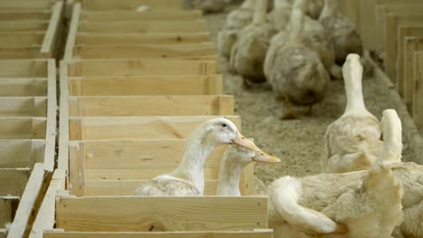 Ducks-for-sale-at-poultry-farm