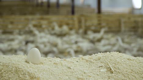 Duck-egg-in-sawdust-at-poultry-farm