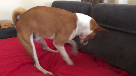 Basenji-Hunde-Scharren-auf-dem-sofa