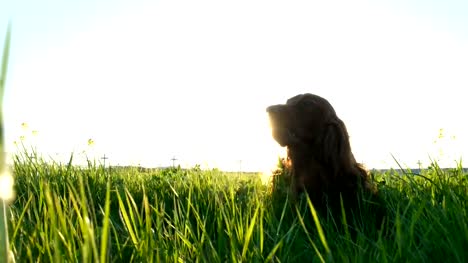 Cheerful-active-dog-lying-in-the-grass-at-sunset-in-the-summer.-Irish-setter-tumbling-on-nature-chewing-grass-and-flowers