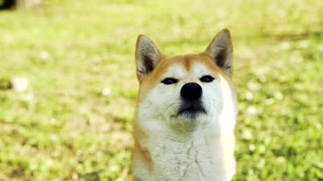 Close-up-portrait-of-sweet-shiba-inu-puppy-sitting-on-grass-and-sniffing-air-then-licking-its-mouth.-Adorable-animals,-no-people-and-summertime-concept.