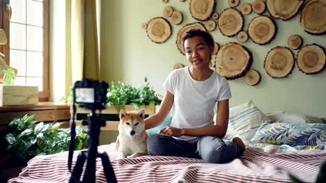 Fröhliche-afroamerikanische-Frau-populäre-Blogger-Aufnahme-video-für-ihren-Online-Blog-über-Shiba-Inu-Hunde-mit-Kamera-auf-Stativ.-Mädchen-sitzt-auf-Bett-mit-ihrem-Haustier.