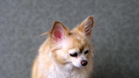 clevere-Chihuahua-braun-Hund-tragen-Runde-schwarze-Brille-mit-grauem-Leder-Hintergrund-4k-format