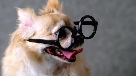 clever-chihuahua-brown-dog-wear-round-black-glasses-with-grey-leather-background-4k-format