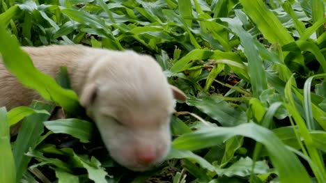 newborn-pet-Golden-Retrieve-crawl-on-grass