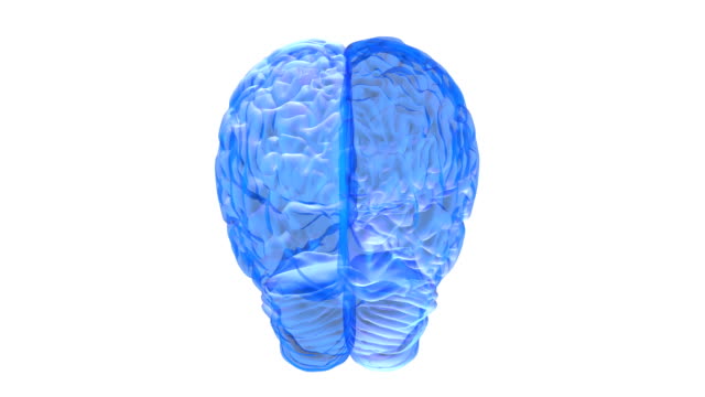 Human-brain-3D-render