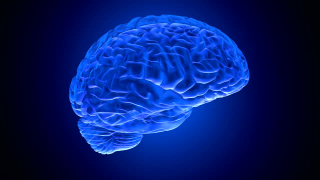 Menschliche-Gehirn-3D-Render.-Alpha-matte