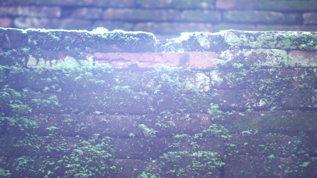 Moss-cover-brick-wall-with-sun-flare-glitch-video-4K