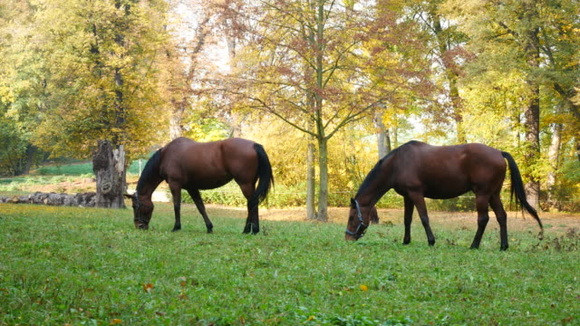 Horses-grazing-on-the-meadow.-Hand-held-shot.